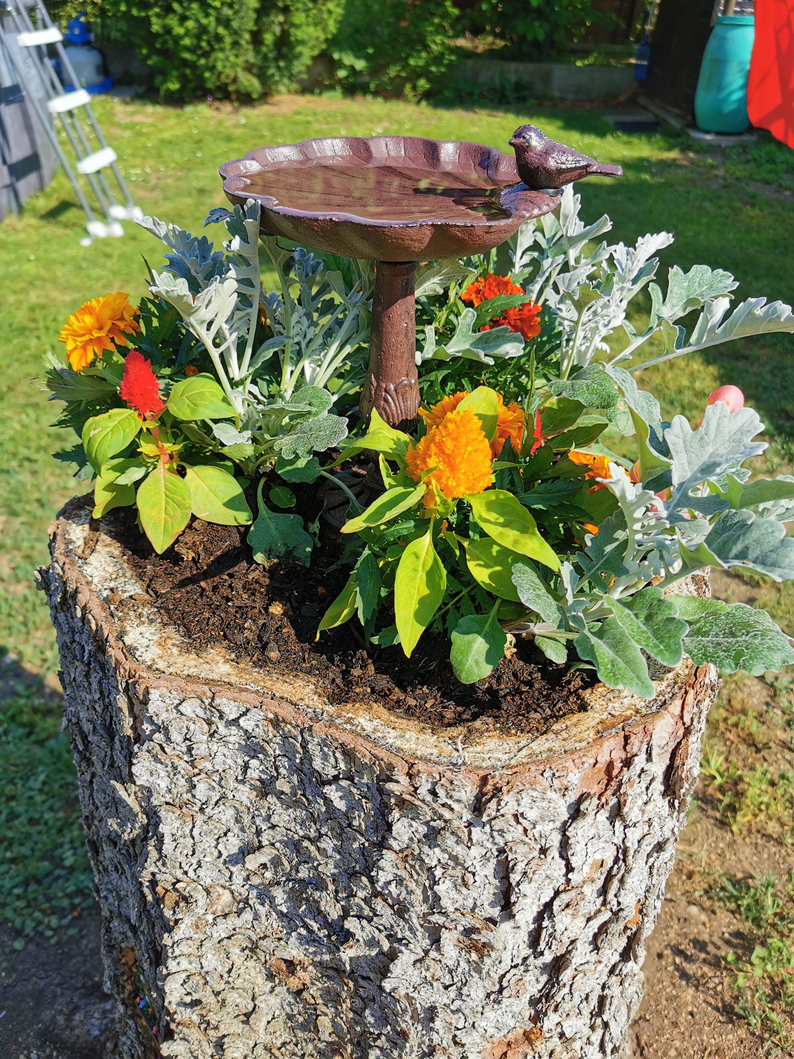 Wunderschön im Beet
