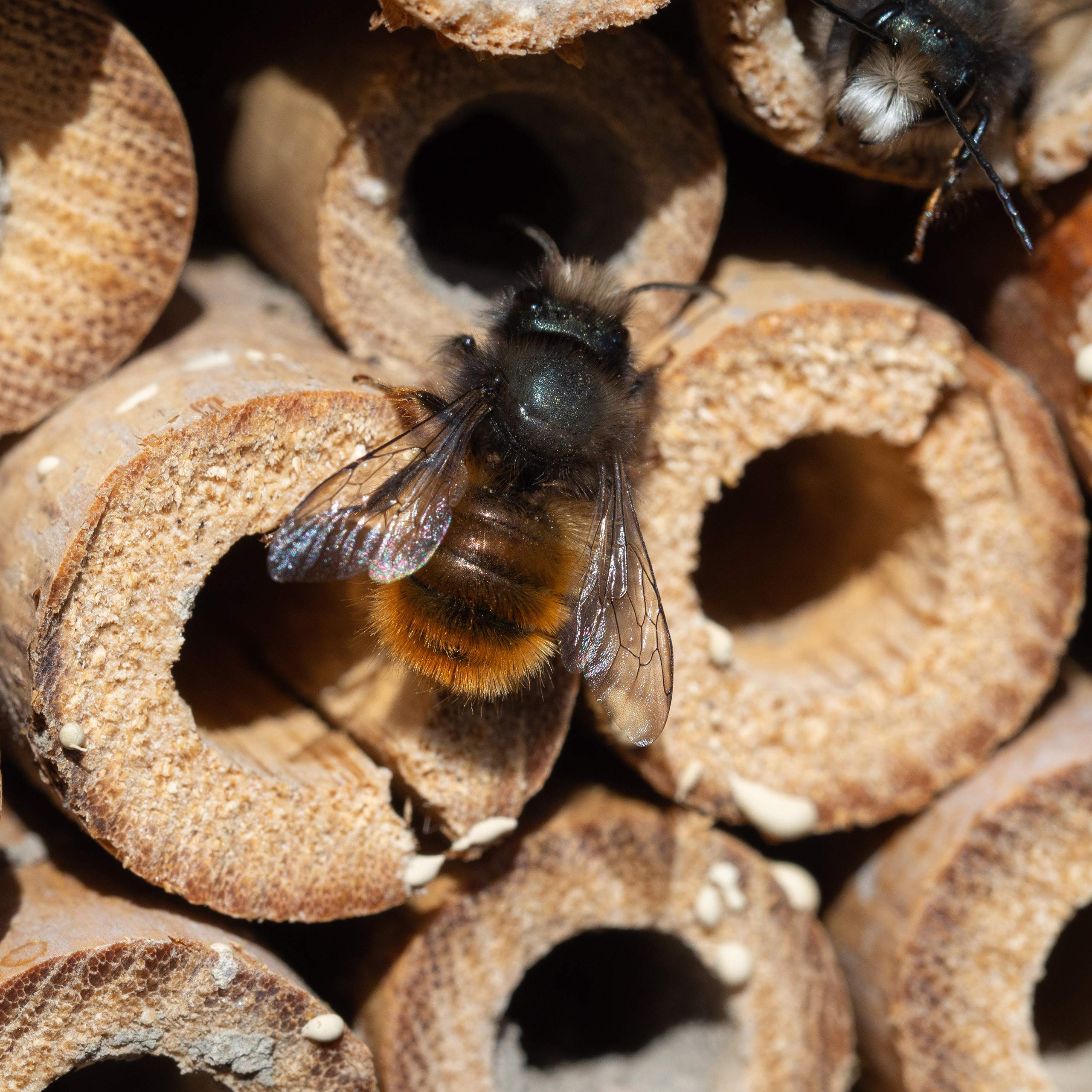 relaxdays-insektenhotel-holz-natur-20x13-5x10-cm-wildbienen image 5
