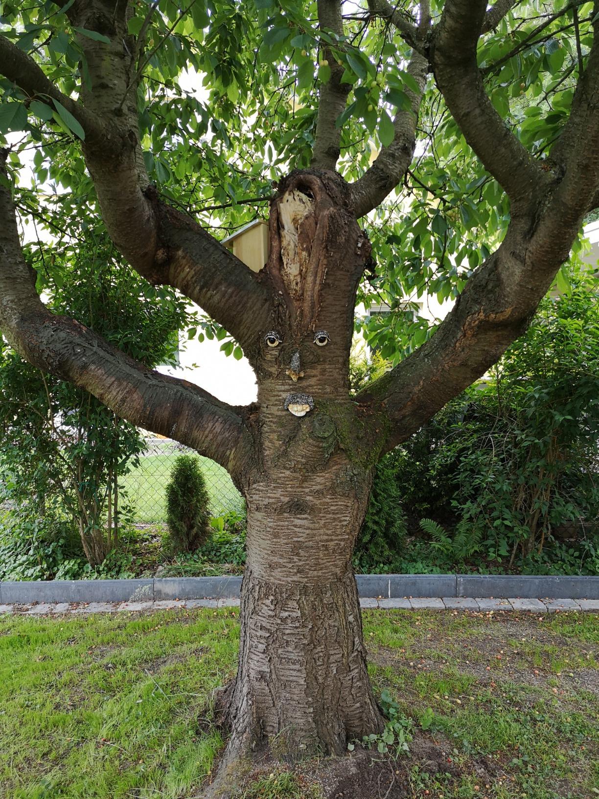 Richtig süß am alten Apfelbaum