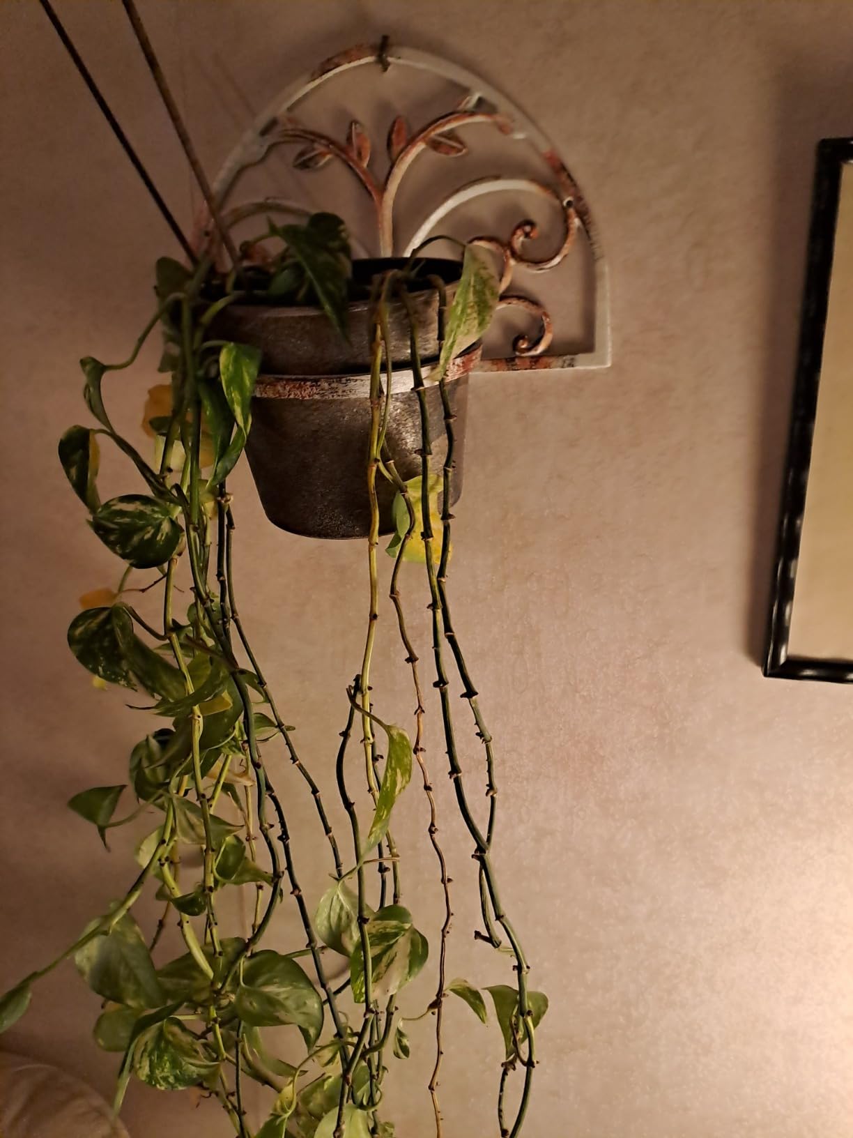 Wunderschön an der Hauswand