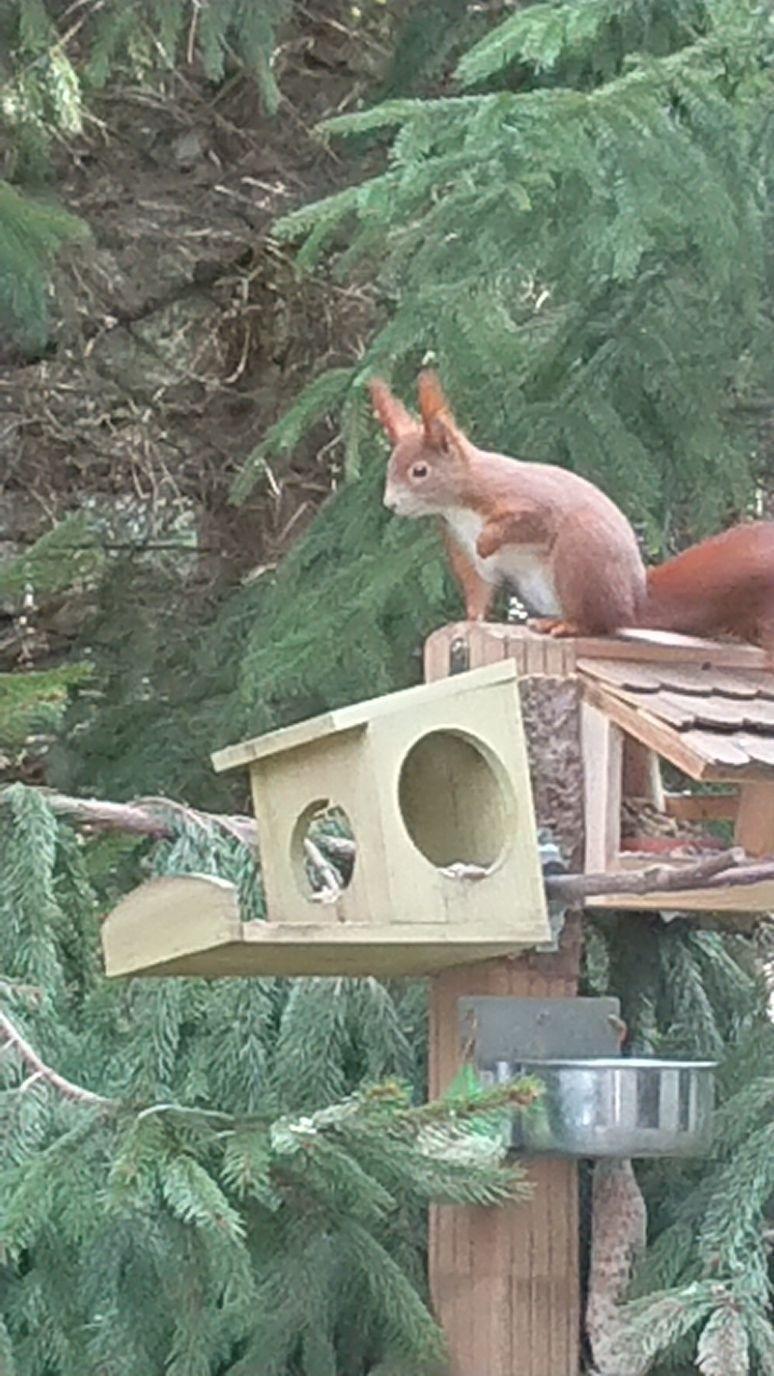Eichhörnchen kommen täglich