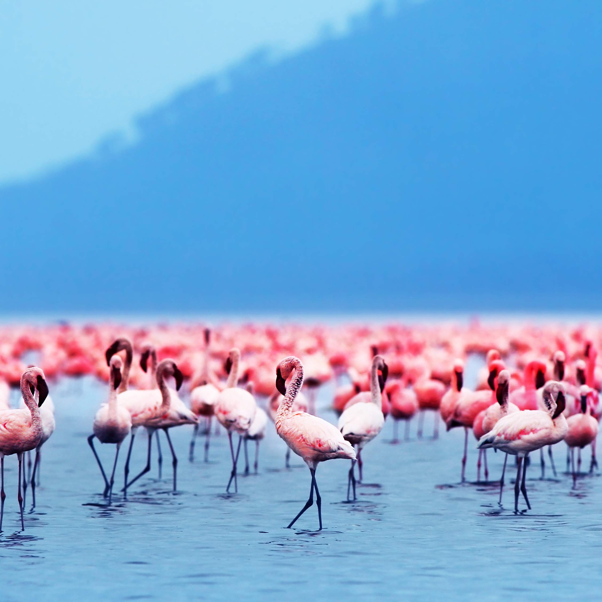 relaxdays-flamingo-hut-tierm-tze-pink-f-r-erwachsene-unisex image 7