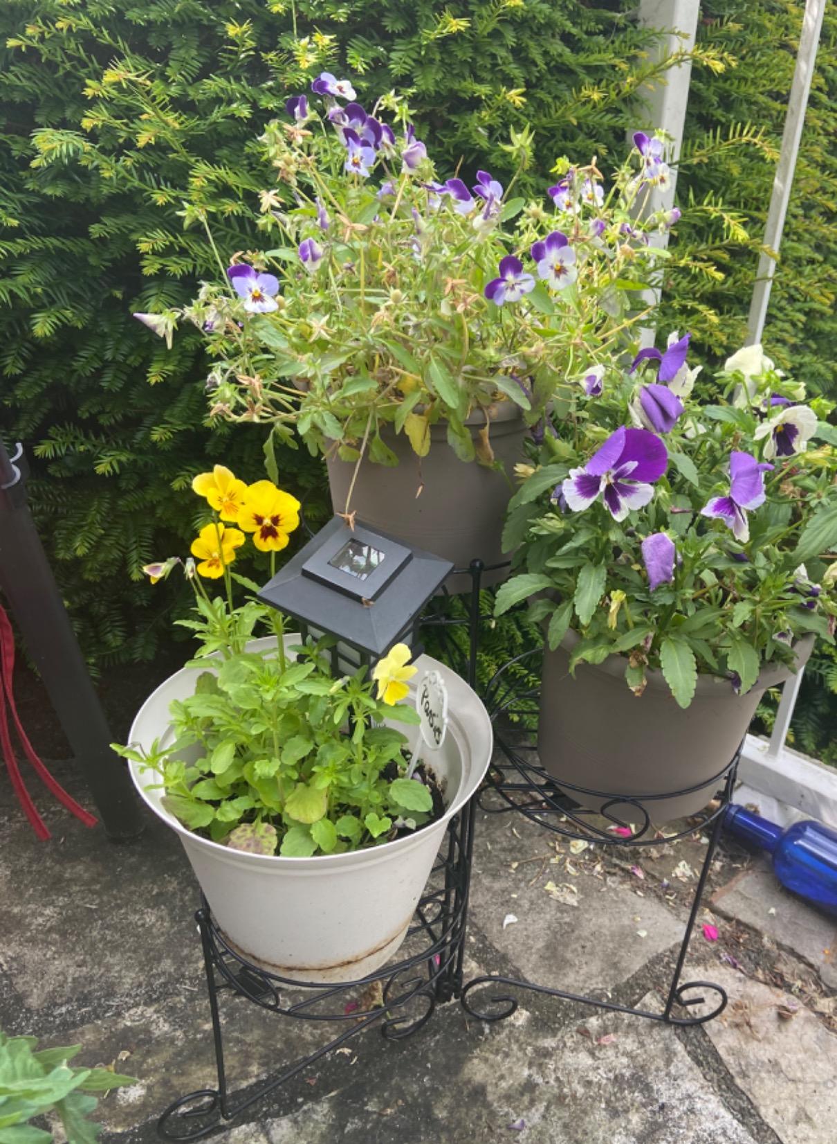 Sieht toll aus auf dem Balkon