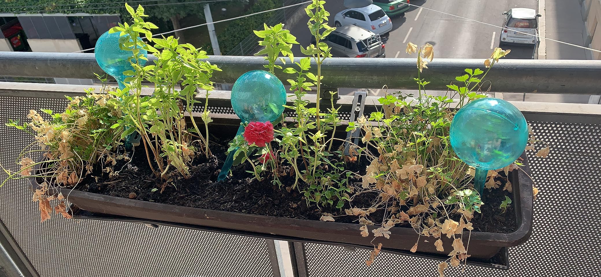 Für Büropflanzen ideal