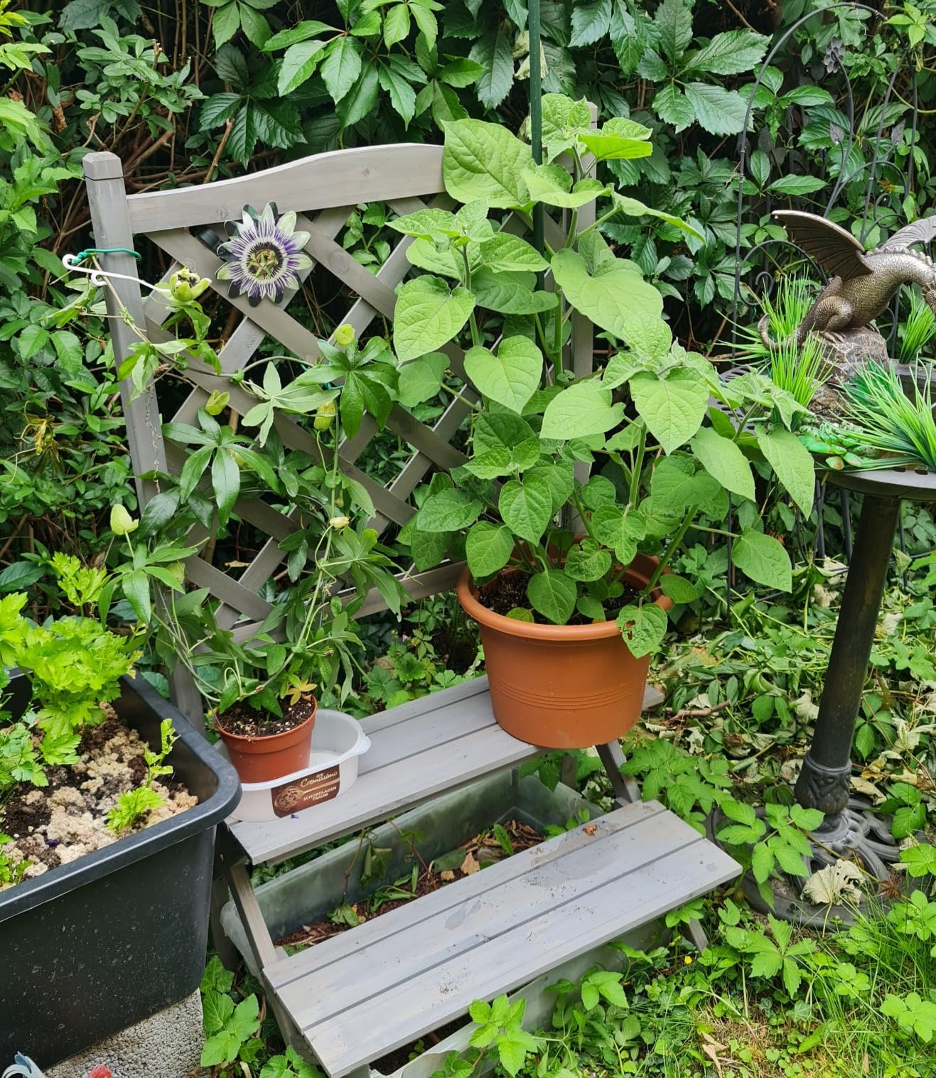 Wunderschön auf dem Balkon