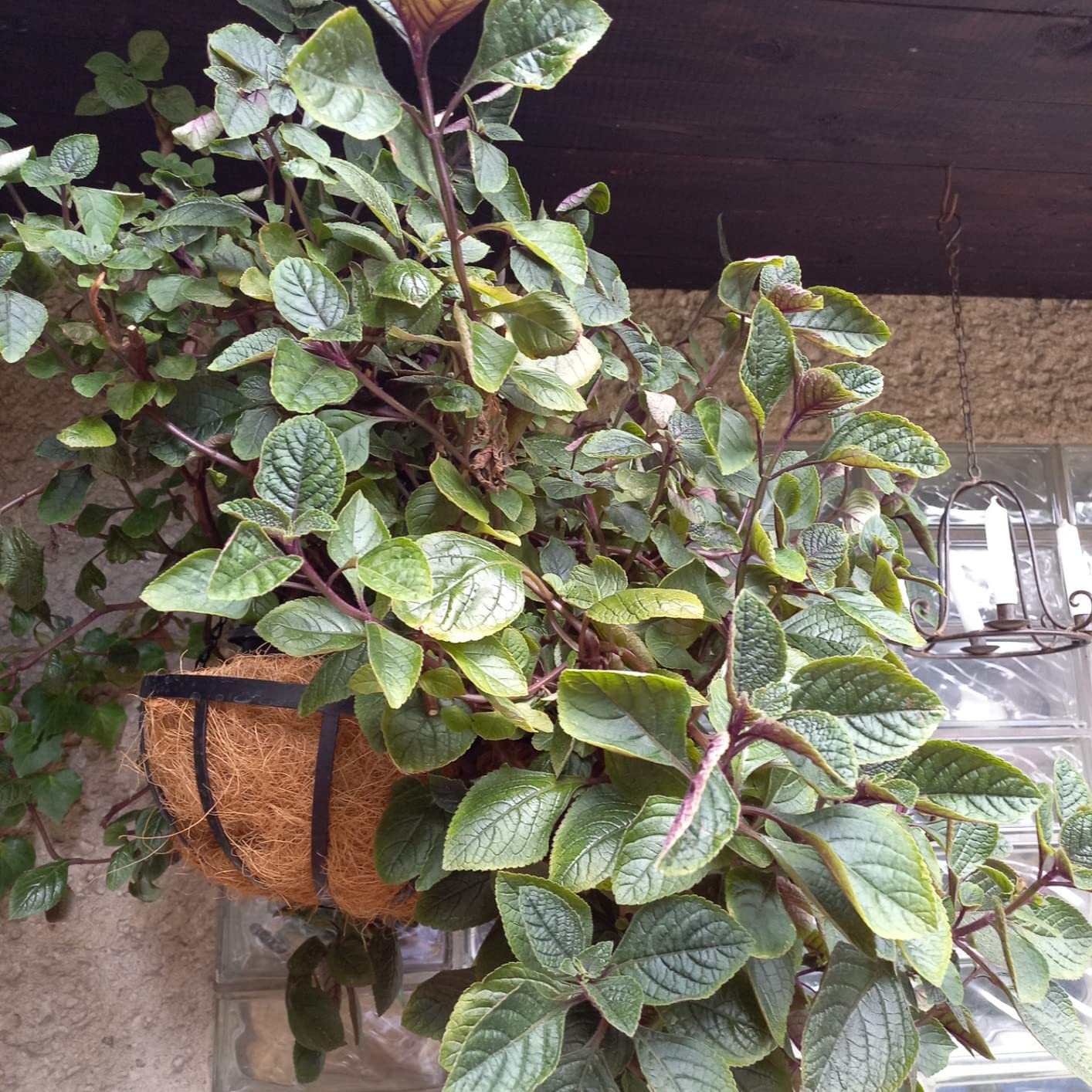 Verwandelt die Terrasse