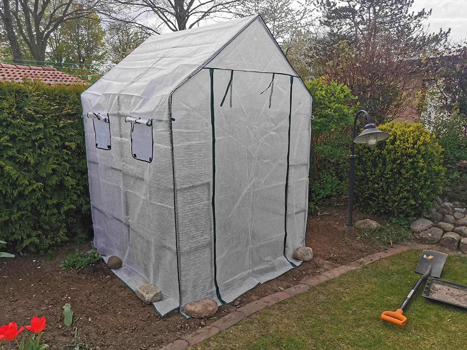 Tomaten wachsen wie verrückt