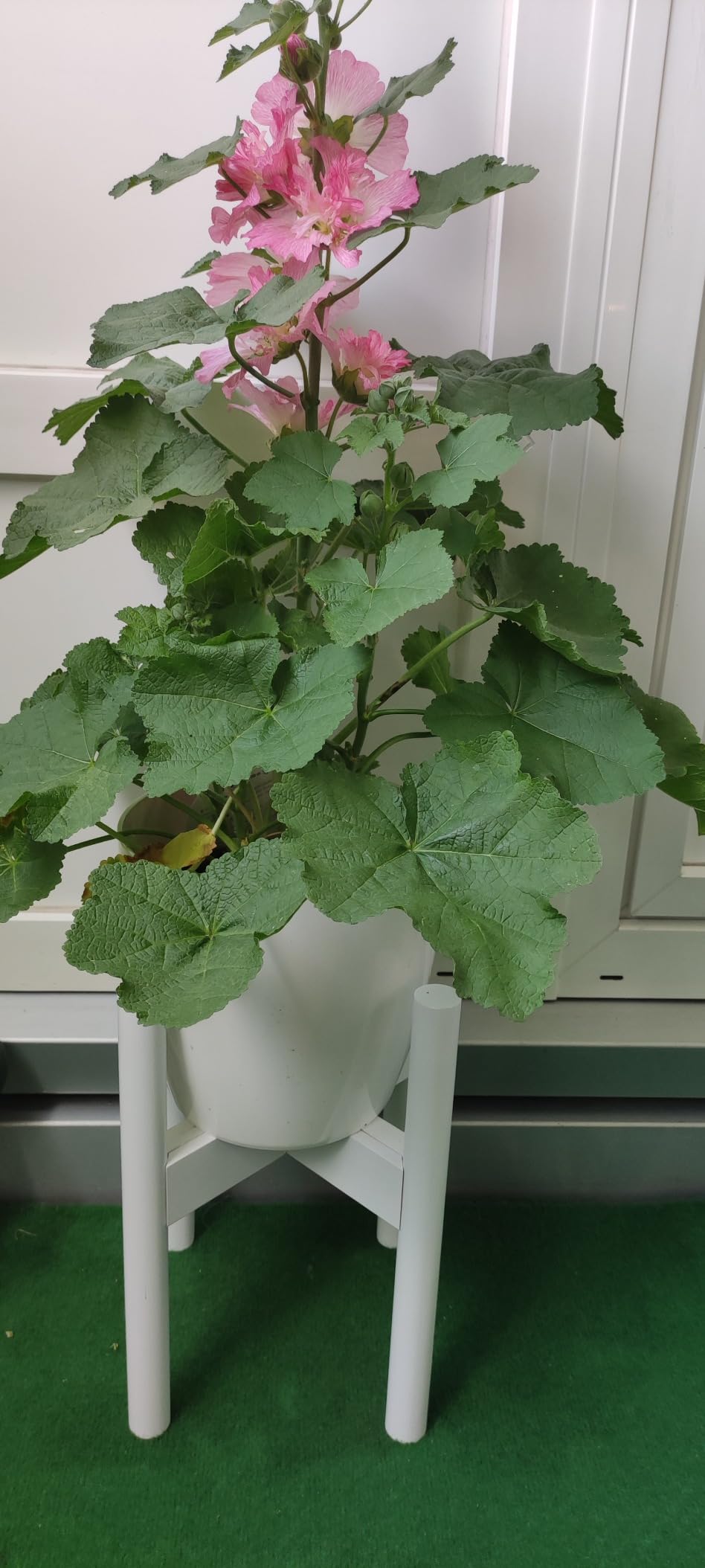 Perfekte Höhe für meine Blumen