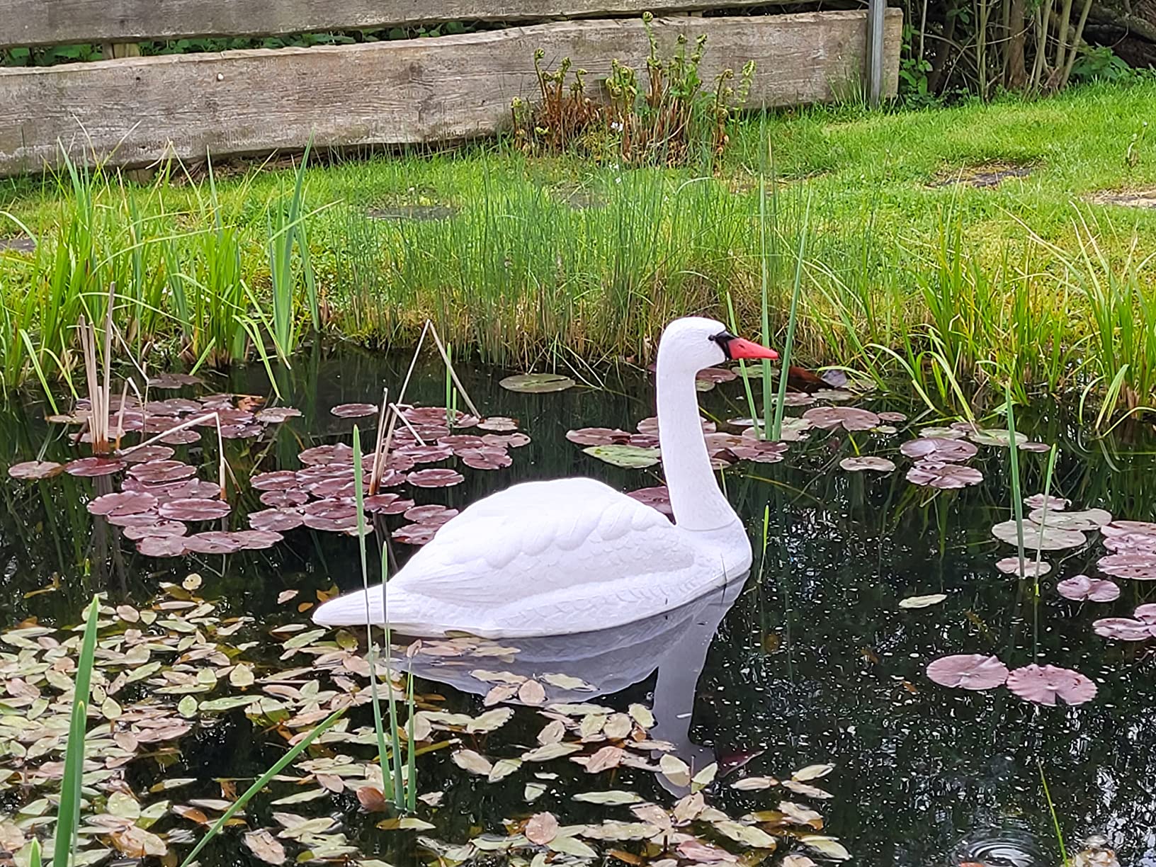 Unser Teich-Star