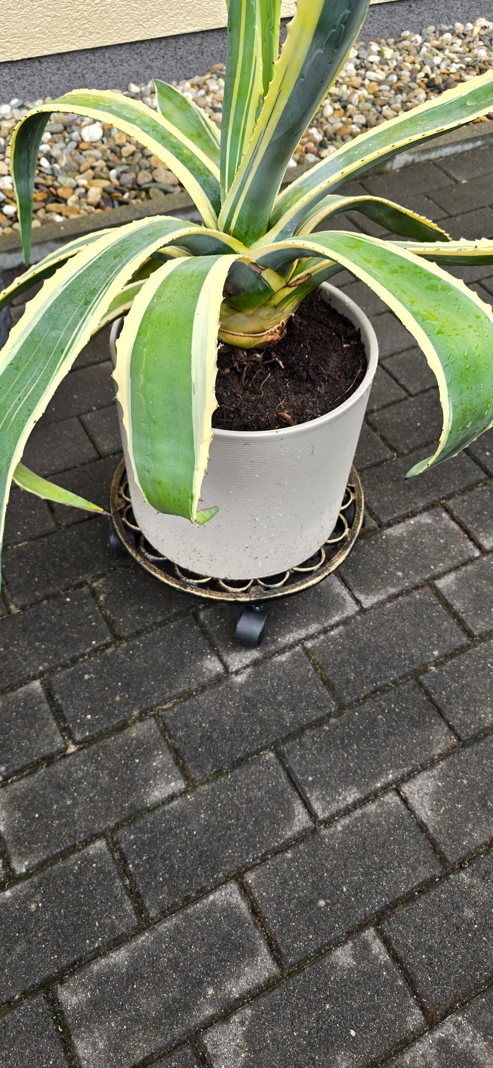Rücken gerettet