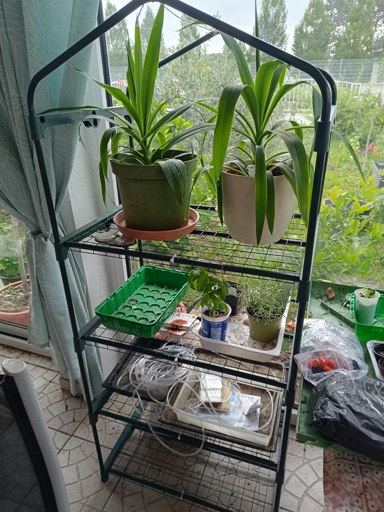Tomaten fühlen sich pudelwohl