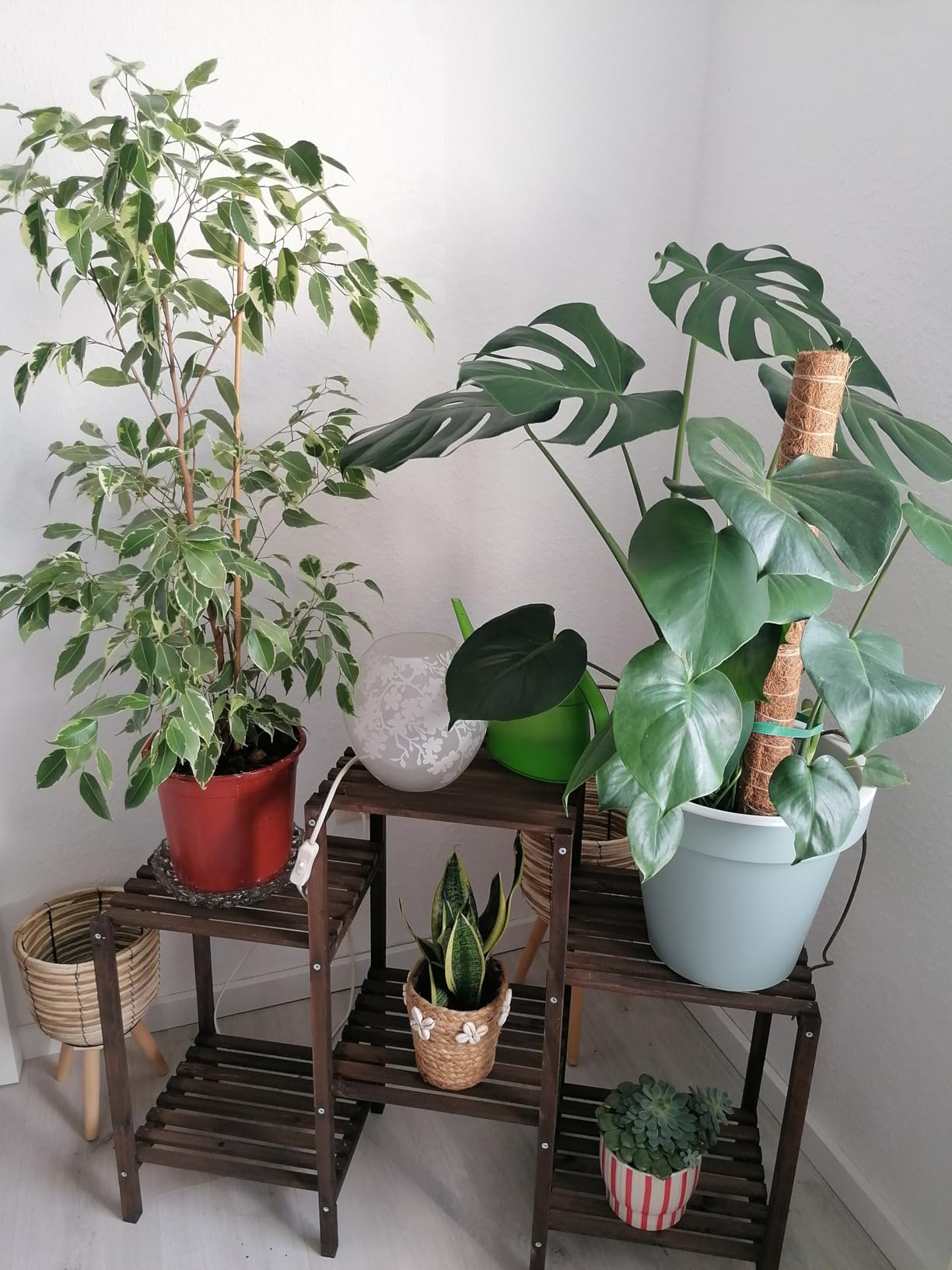 Wunderschön auf dem Balkon