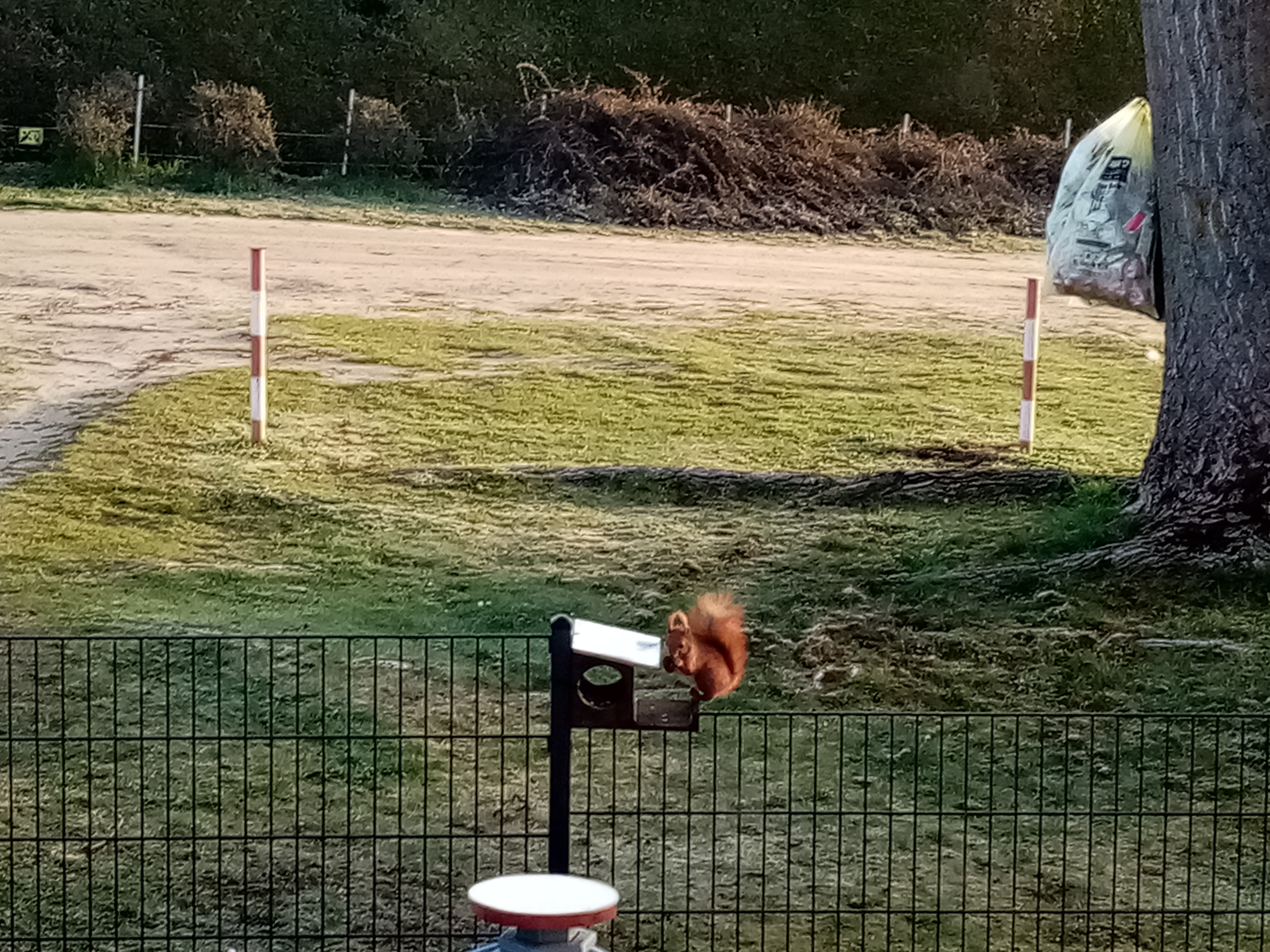 Eichhörnchen kommt täglich