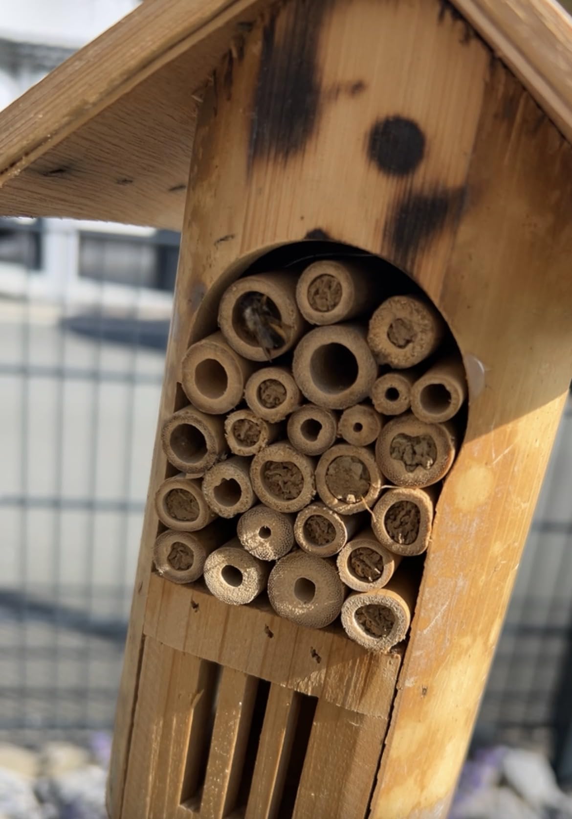 Gute Größe für den Balkon