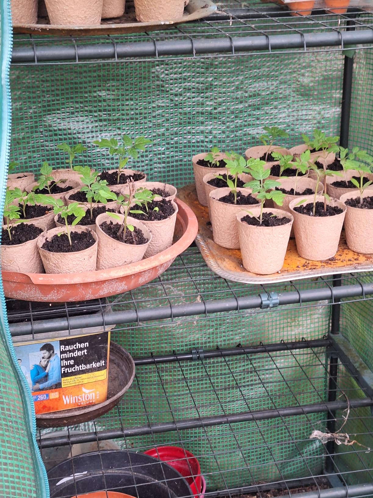 Super für Tomaten
