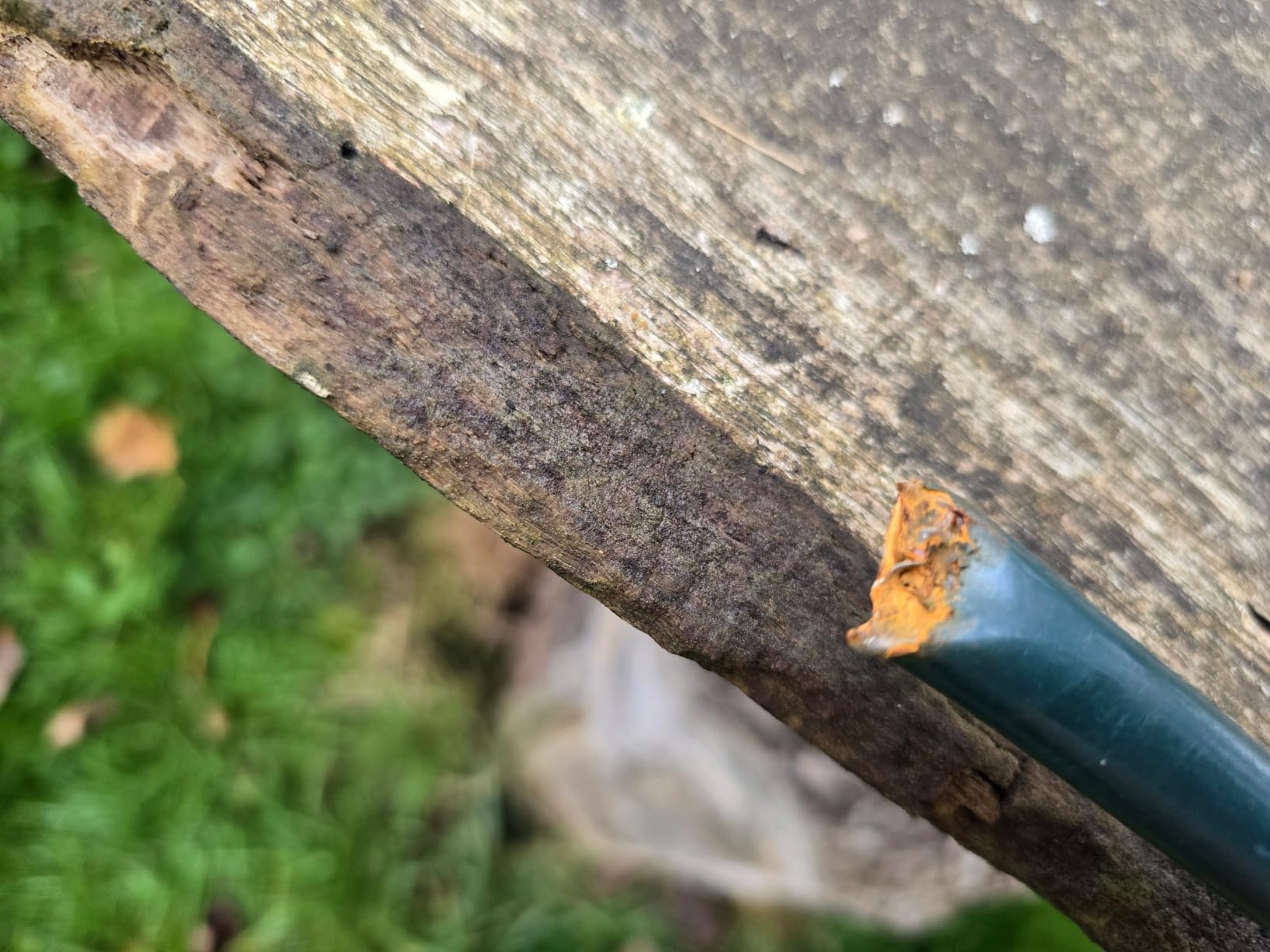 Traum für Clematis