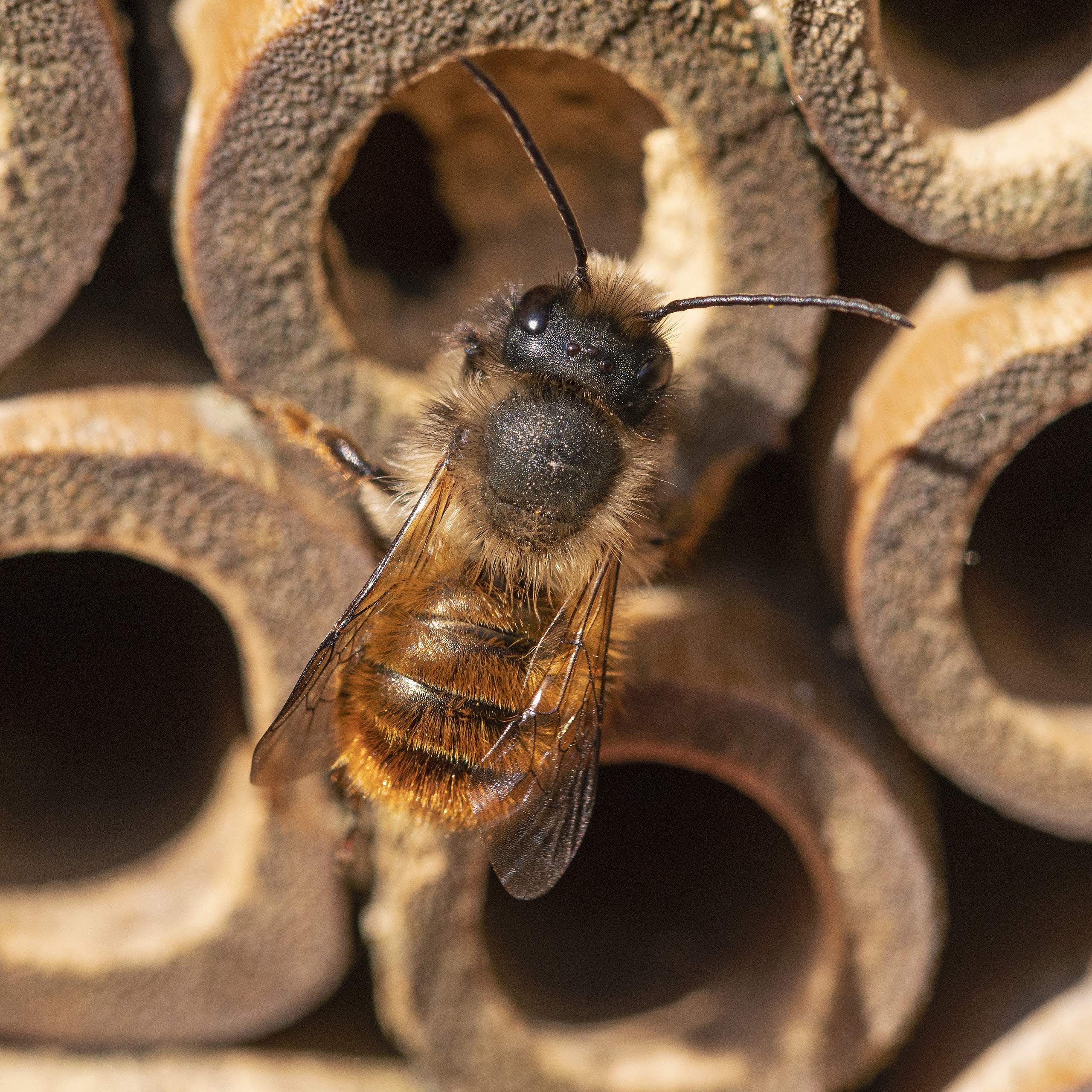 relaxdays-insektenhotel-nisthilfe-holz-25-x-15-x-11-5-cm-natur-gr-n image 5