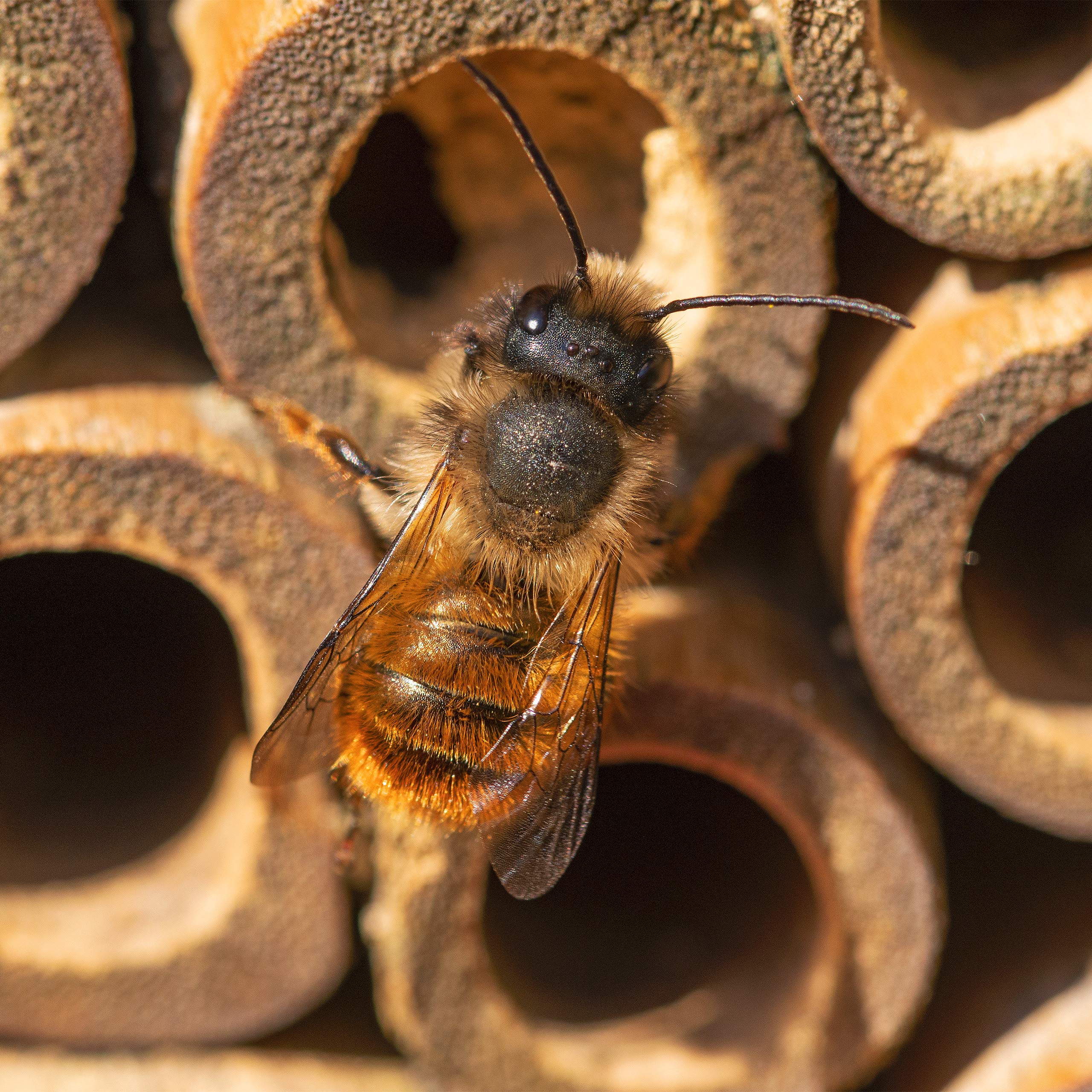 relaxdays-insektenhotel-nisthilfe-f-r-wildbienen-und-wespen-natur-22-5-x-16-x-8- image 5