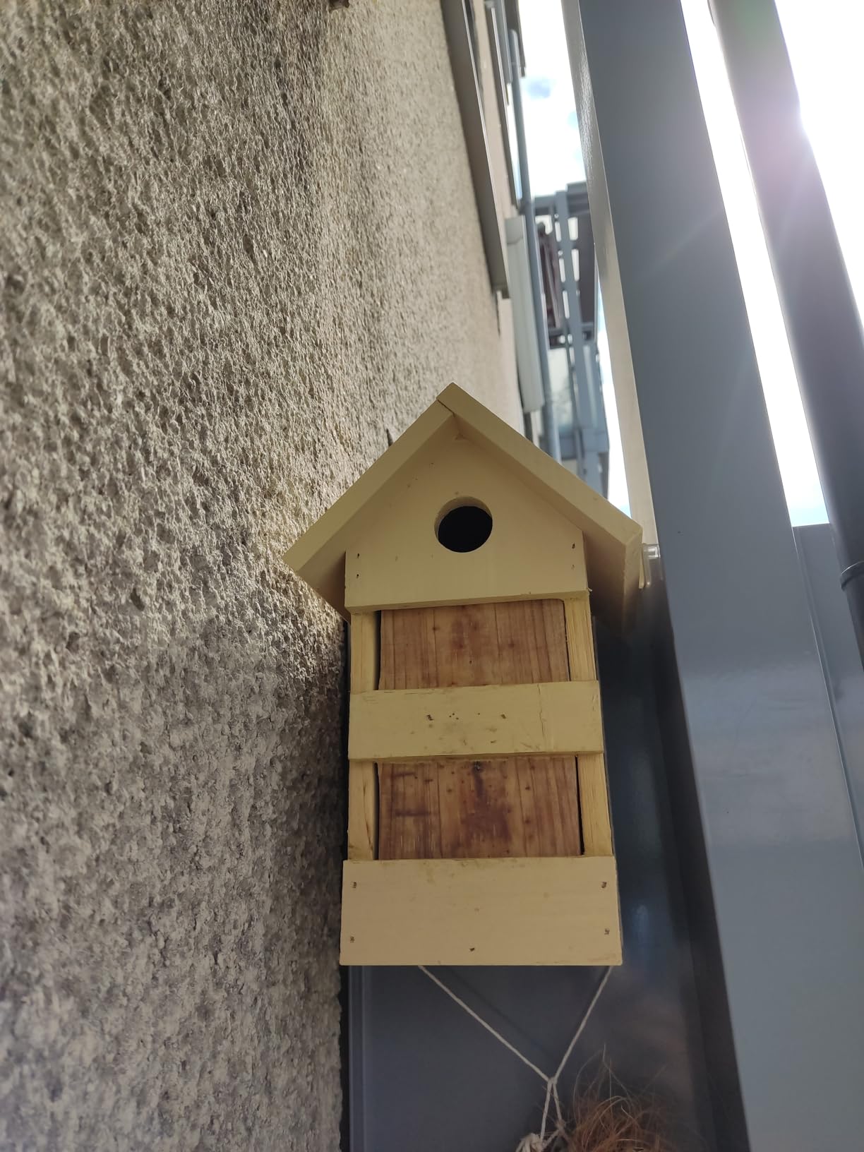 Kohlmeisen sind eingezogen