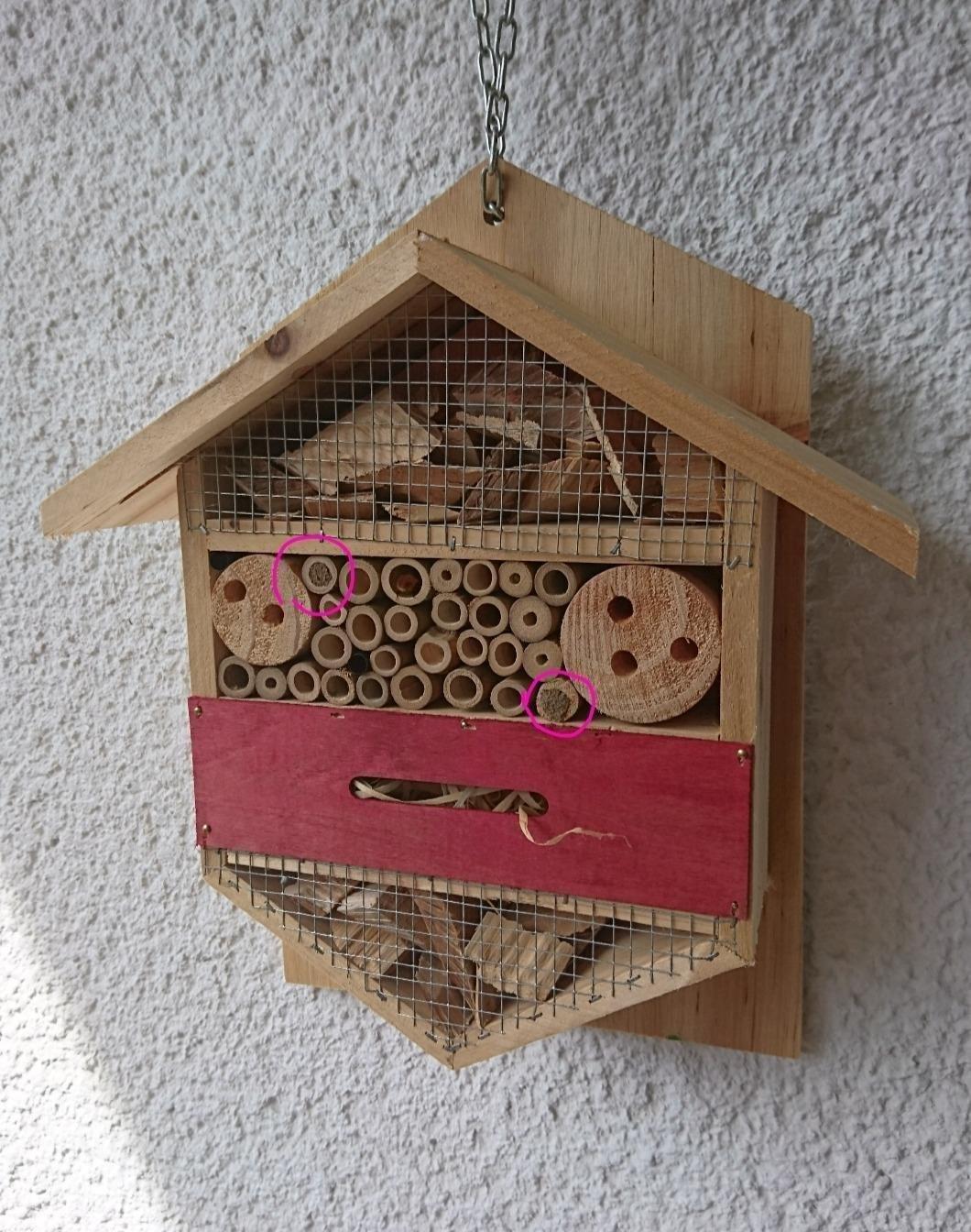 Bienen sind eingezogen