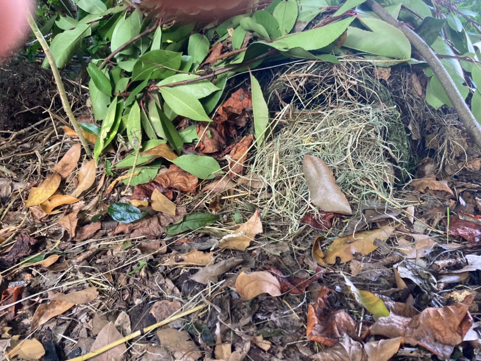 Igel hat es sofort angenommen