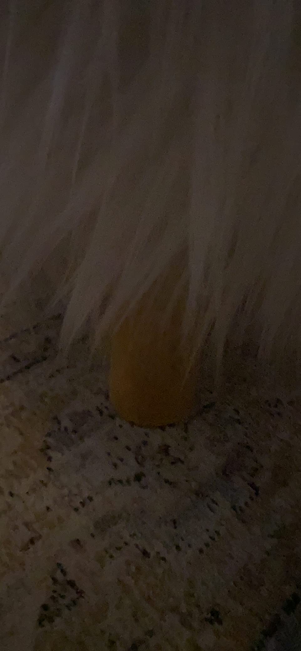 Total gemütlich