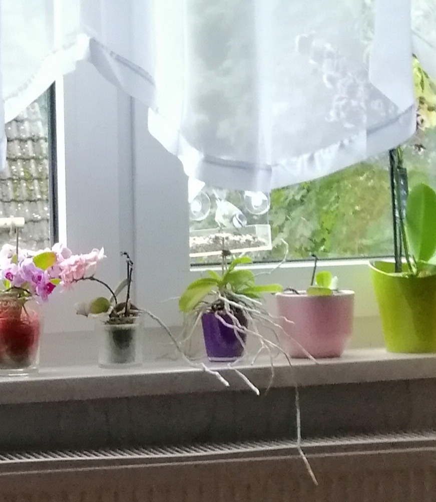 Jeden Morgen Besuch