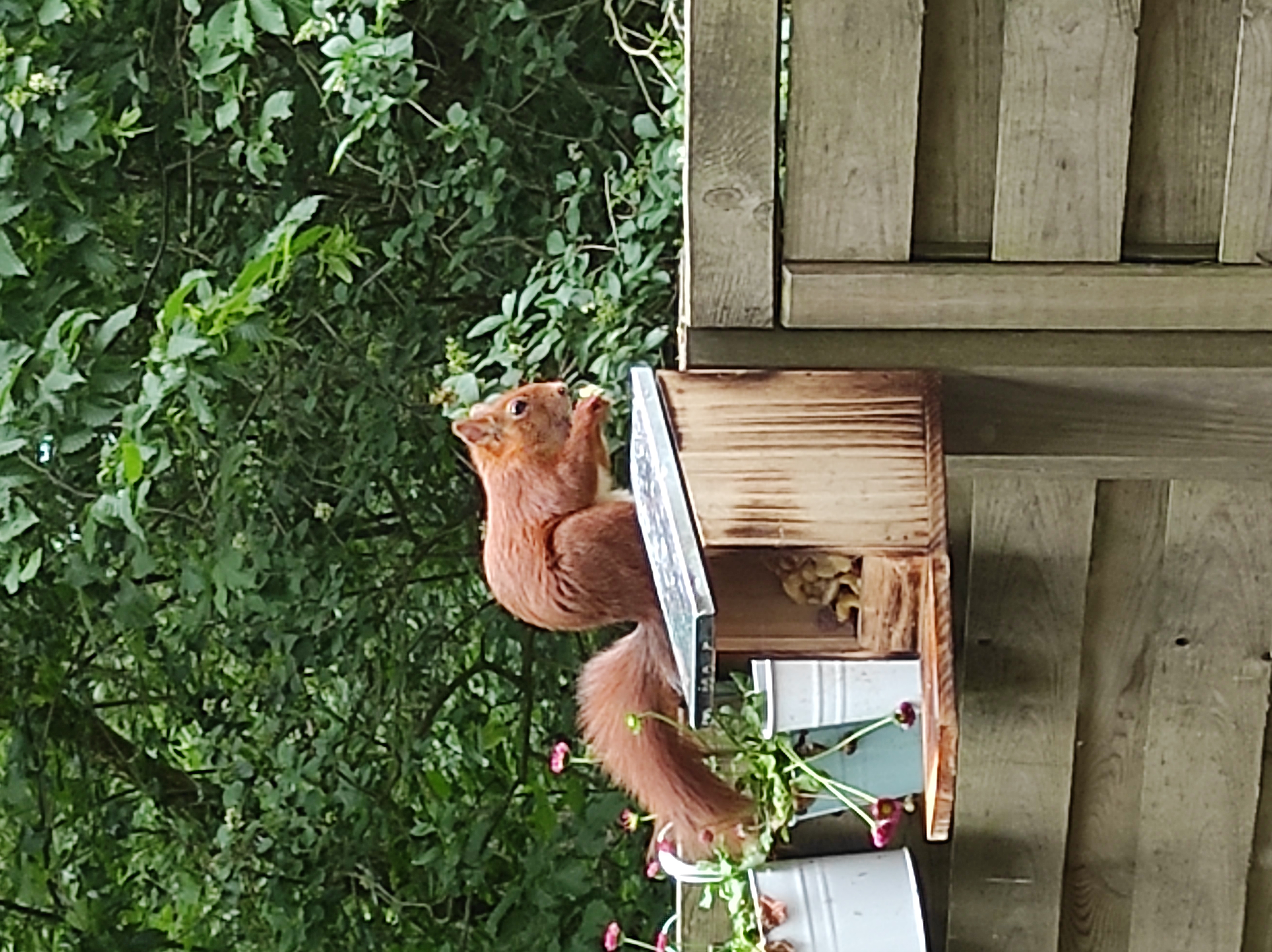 Eichhörnchen liebt es
