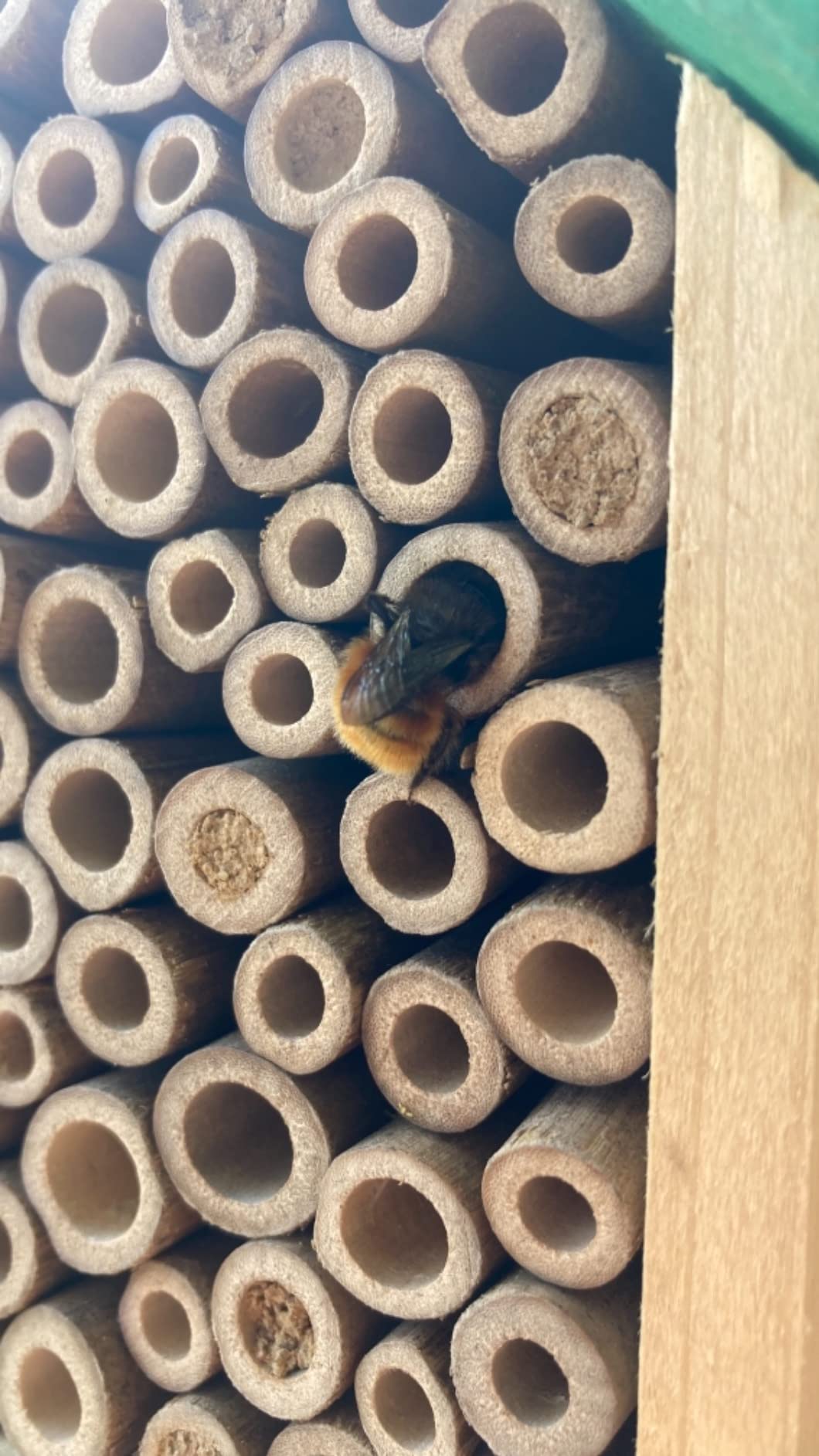 Bienen lieben es